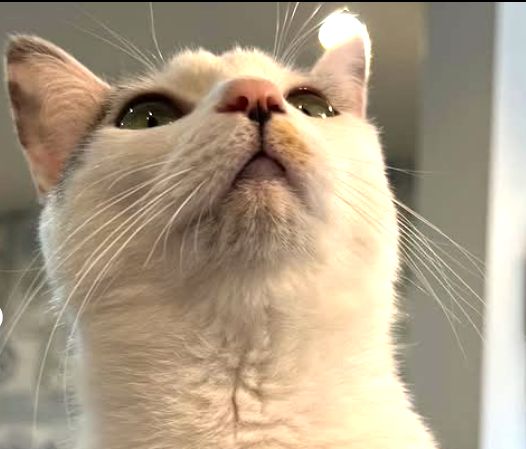 猫スタッフゴロウ　美容室シューケット