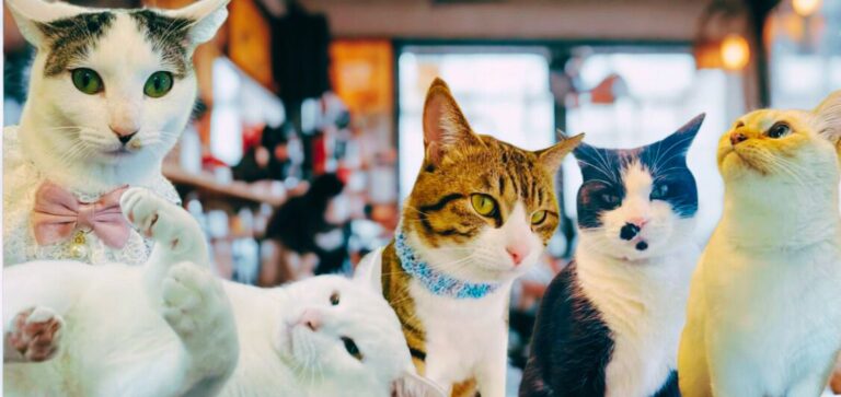 美容室シューケット猫たち