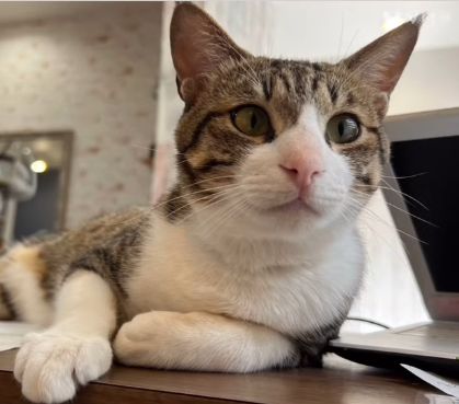 猫スタッフタマ