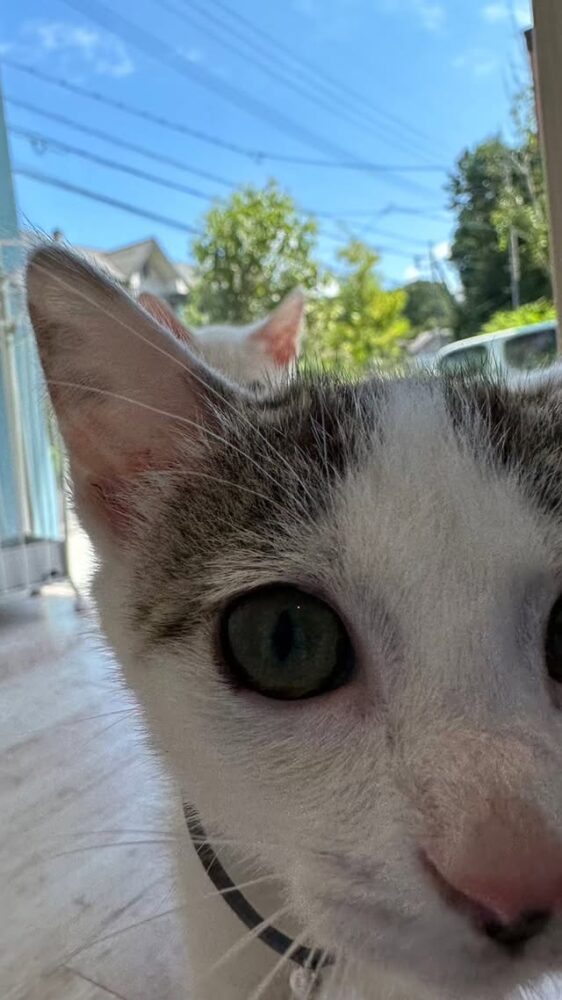 猫スタッフハナ