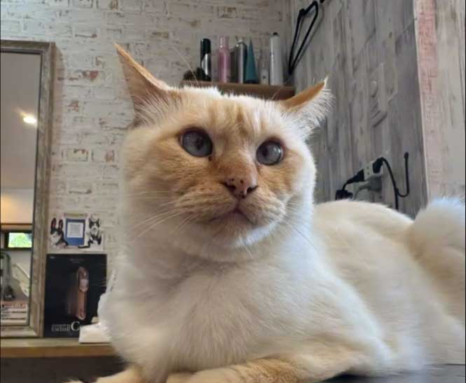 猫店長マイケル 美容室