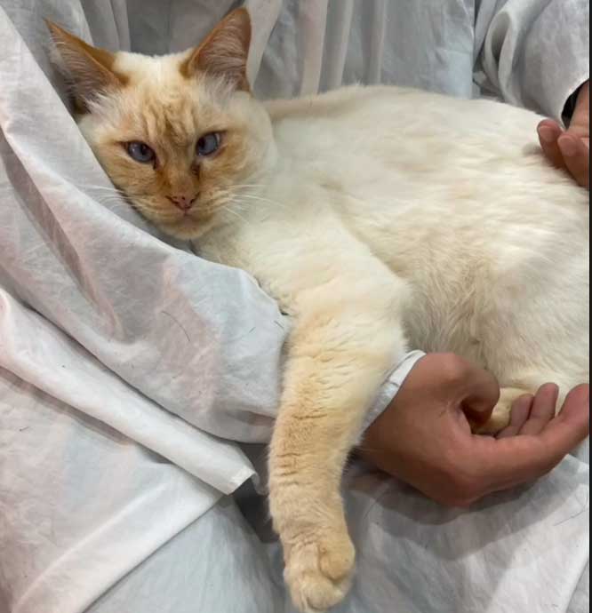 美容室　猫店長マイケル