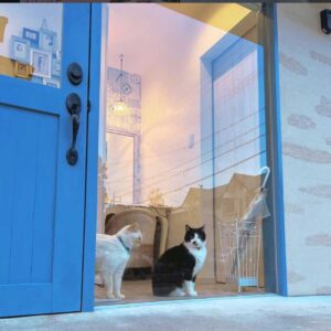 猫美容室ニュース