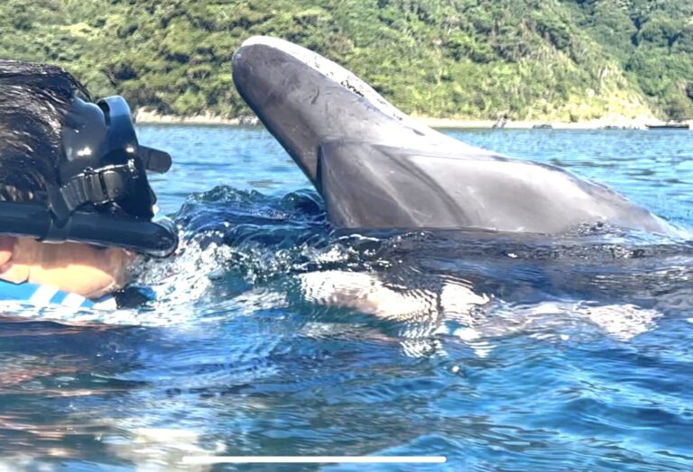 山口市長門市 美容室シューケット イルカ