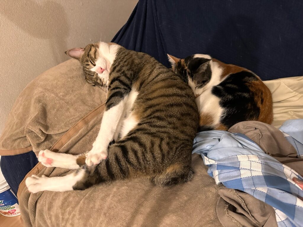 山口市　猫カフェ