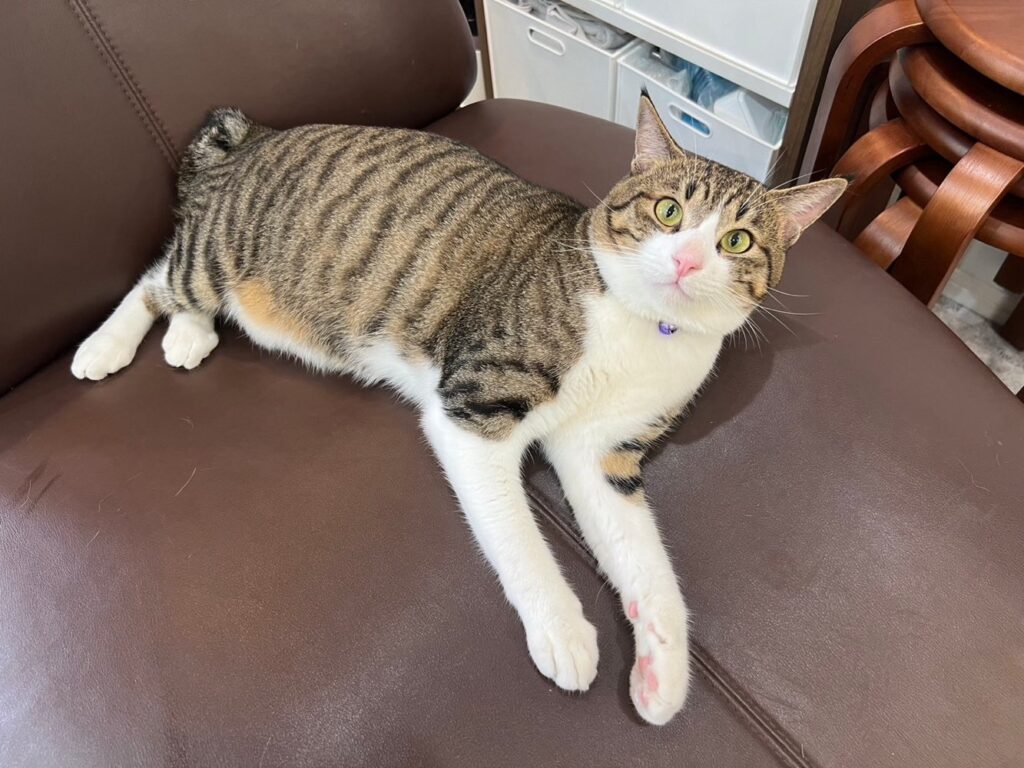 山口市　猫カフェ