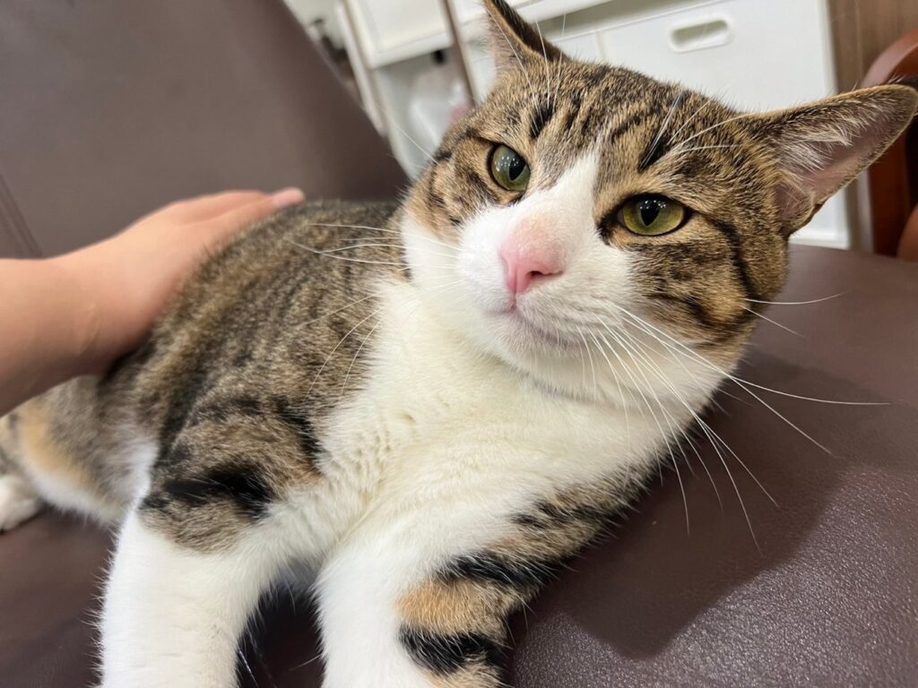 山口市　猫カフェ