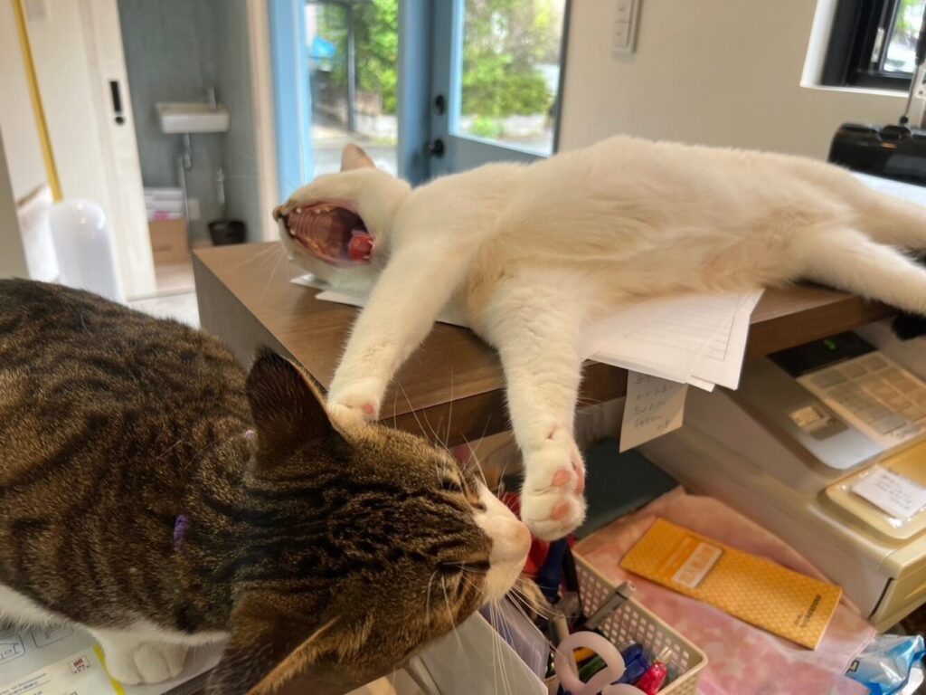 山口市　猫カフェ