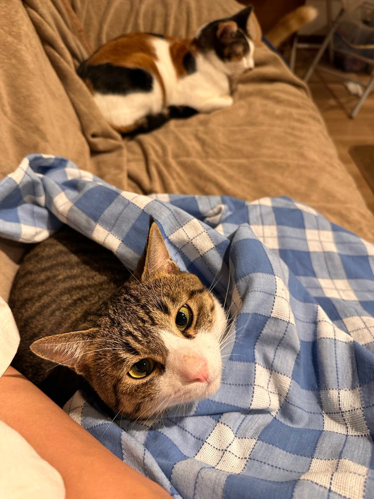 山口市　猫カフェ