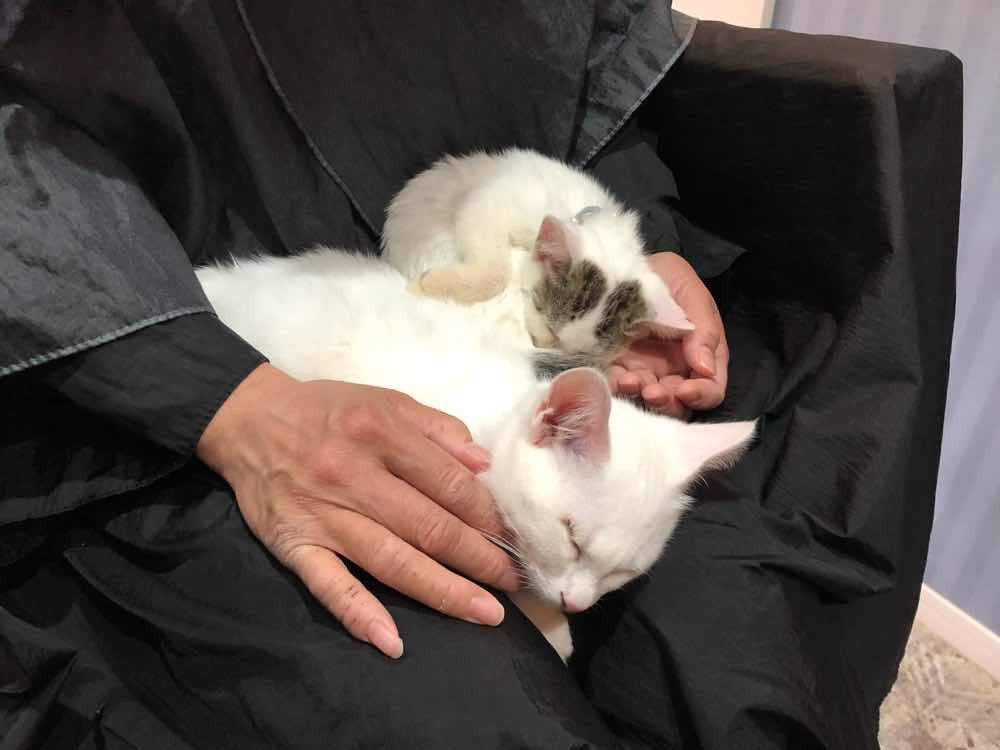 山口市　猫カフェ