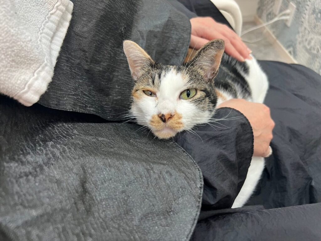 山口市　猫カフェ