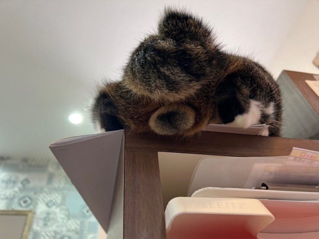 山口市　猫カフェ