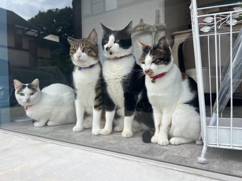 山口市　猫カフェ