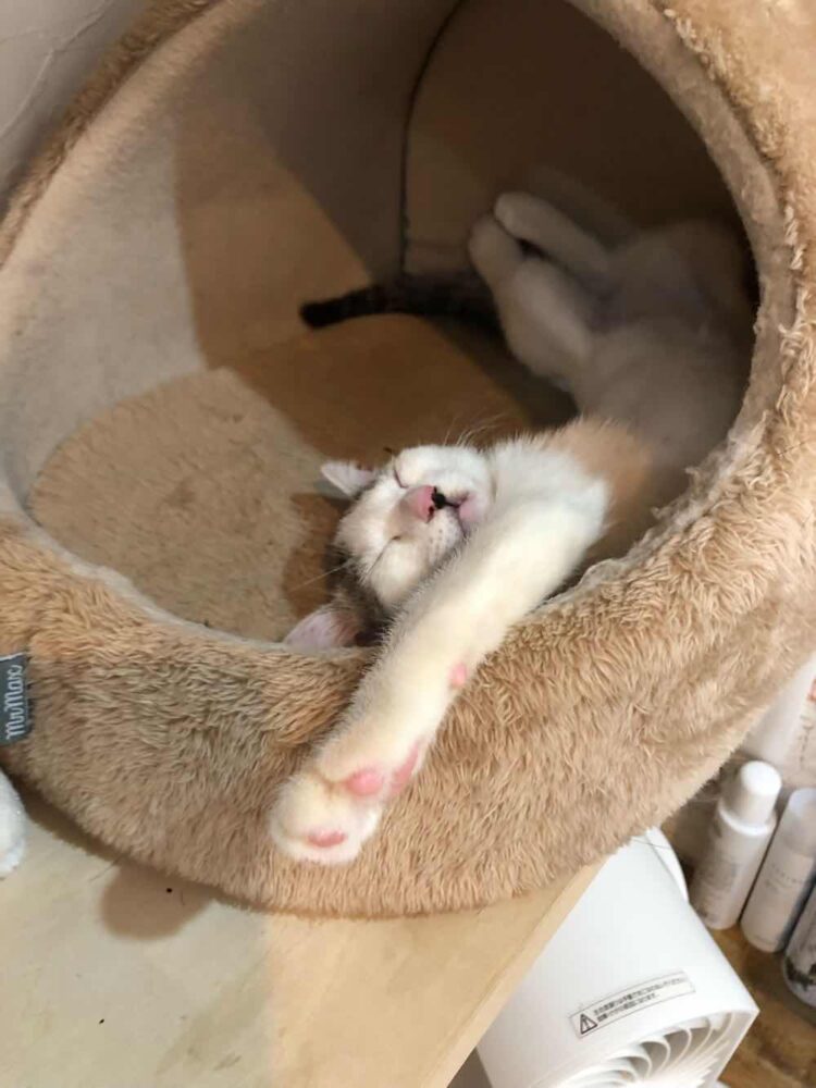 山口市　猫カフェ