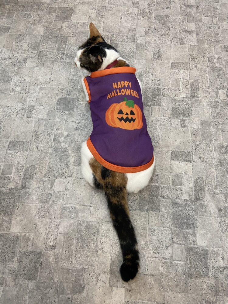 山口市　猫カフェ