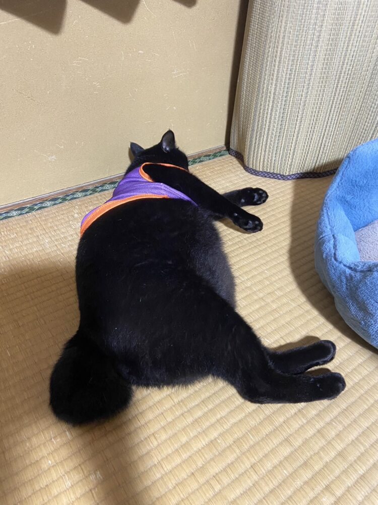 山口市　猫カフェ