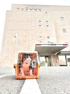 山口市　猫カフェ