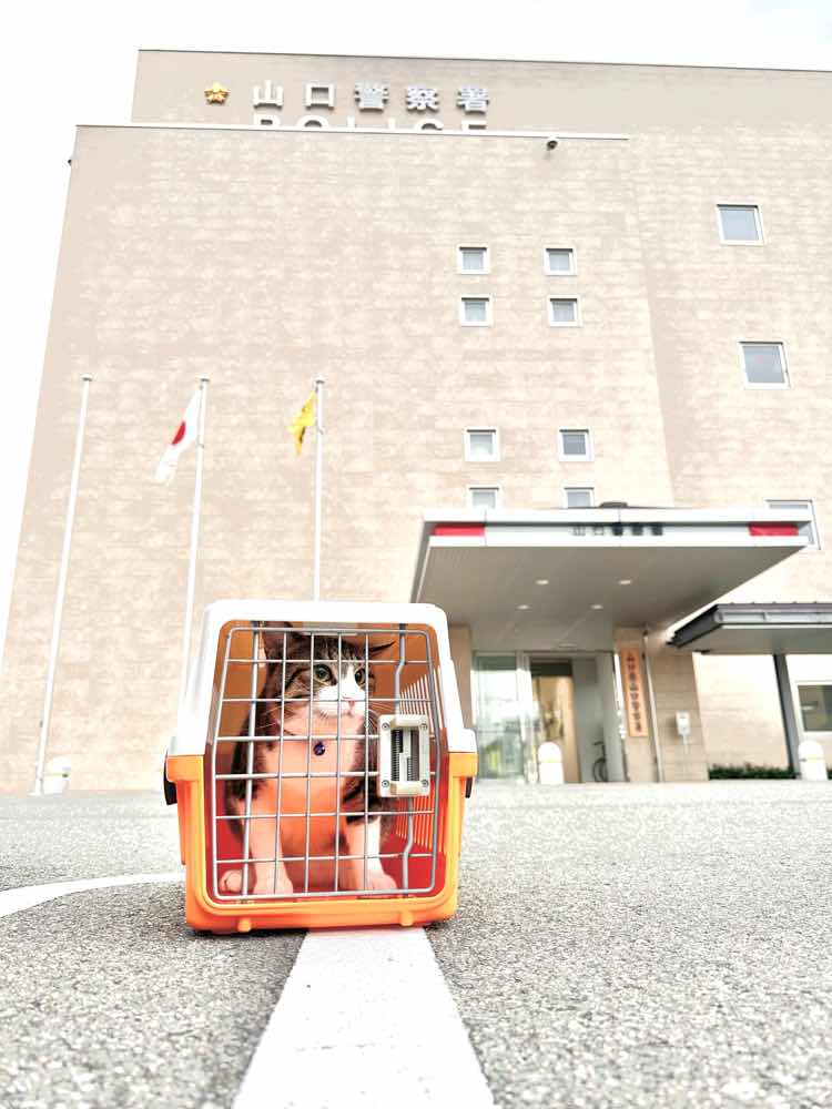 山口市　猫カフェ