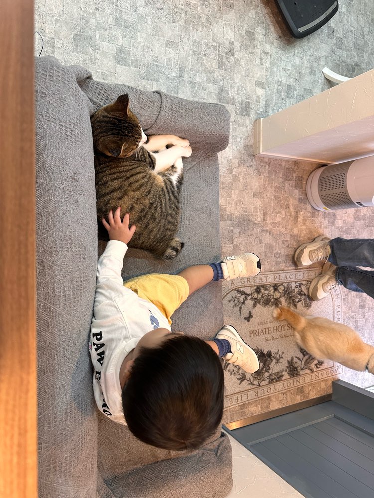 山口市　猫カフェ