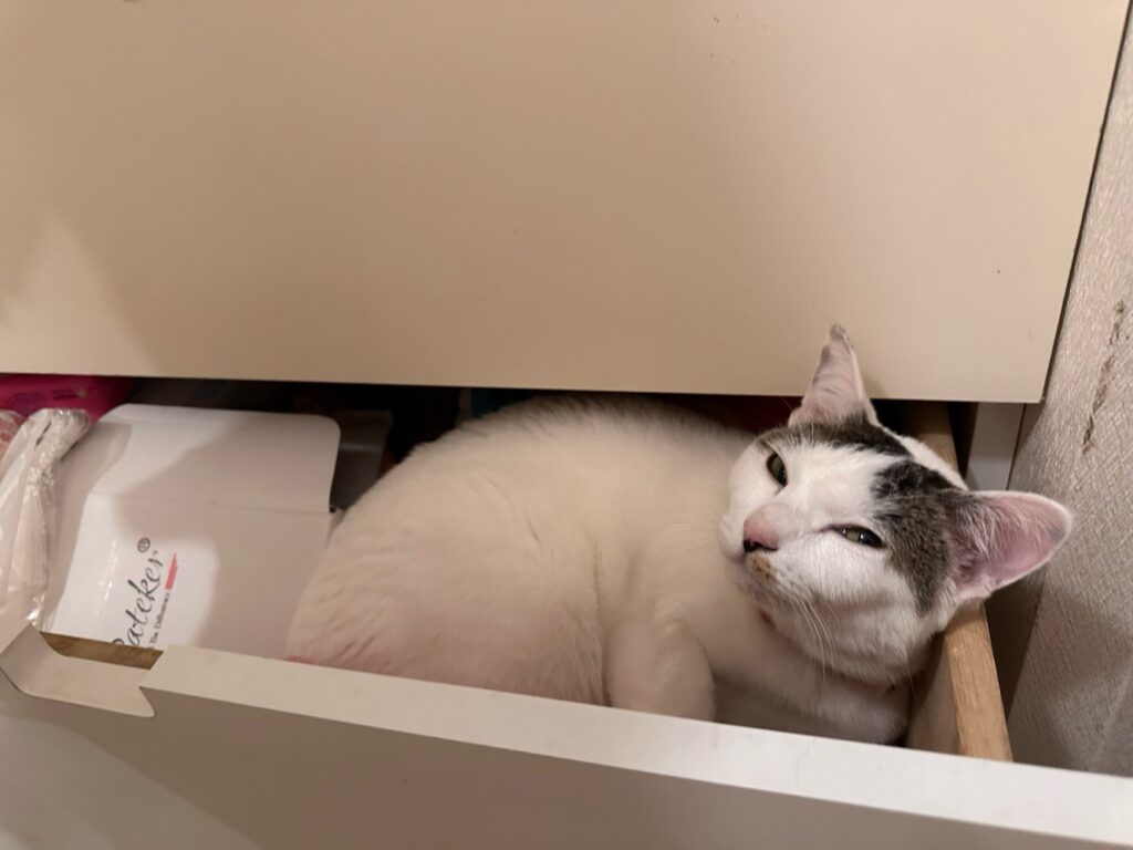 山口市　猫カフェ