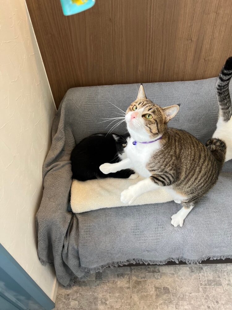 山口市　猫カフェ