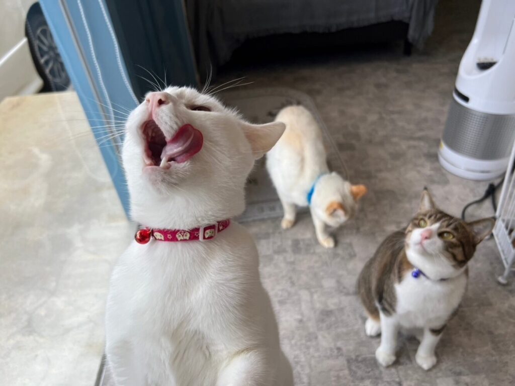 山口市　猫カフェ