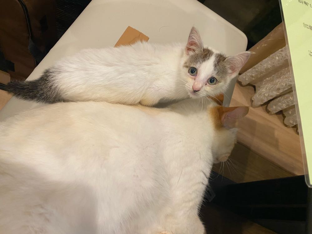 山口市　猫カフェ