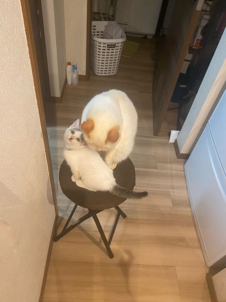 山口市　猫カフェ