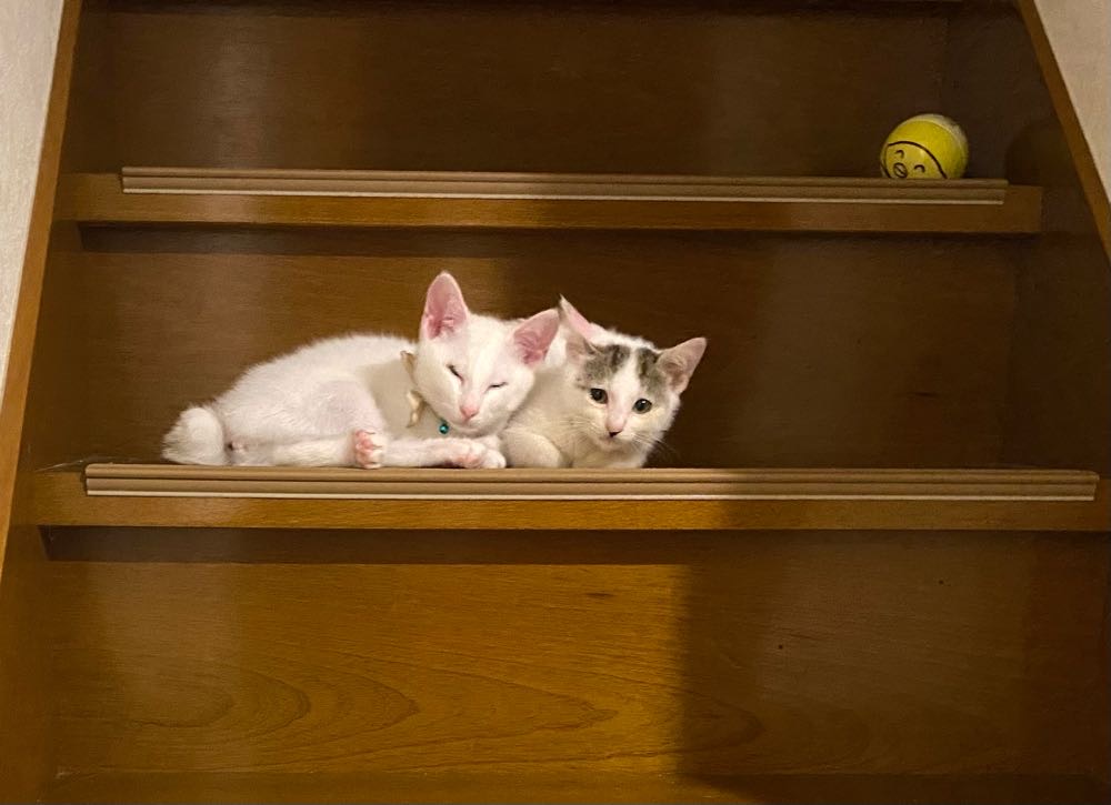 山口市　猫カフェ