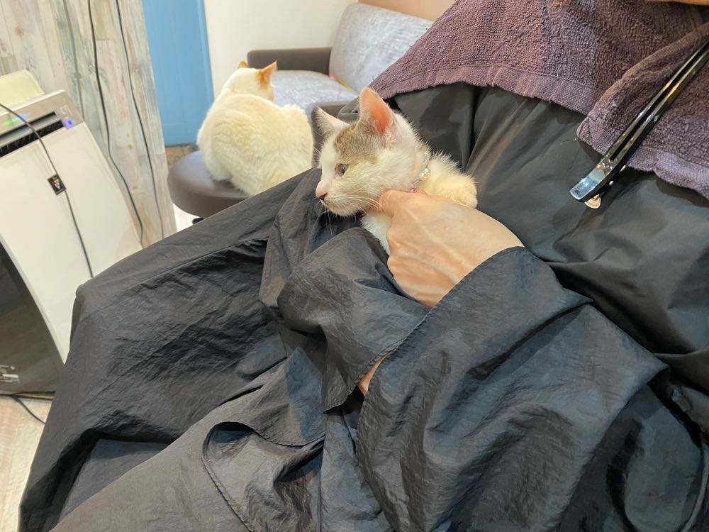 山口市　猫カフェ