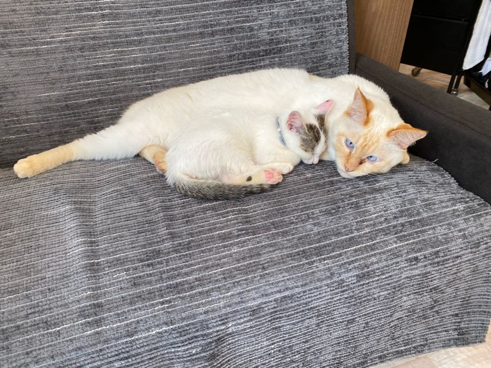 山口市　猫カフェ