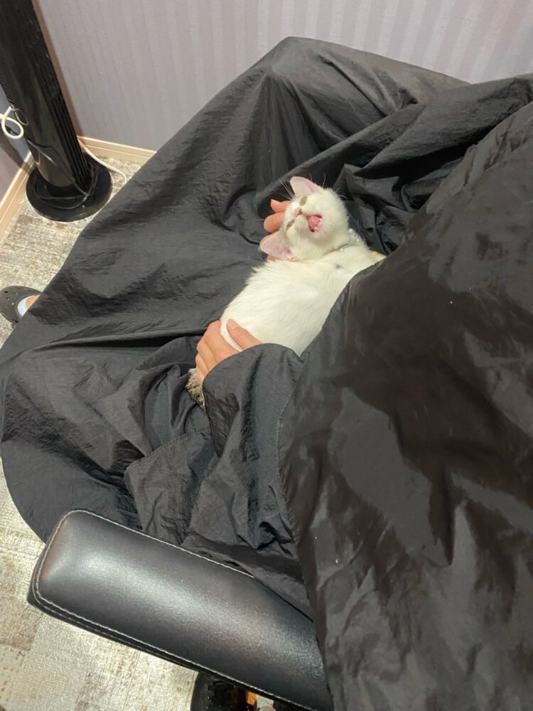 山口市　猫カフェ