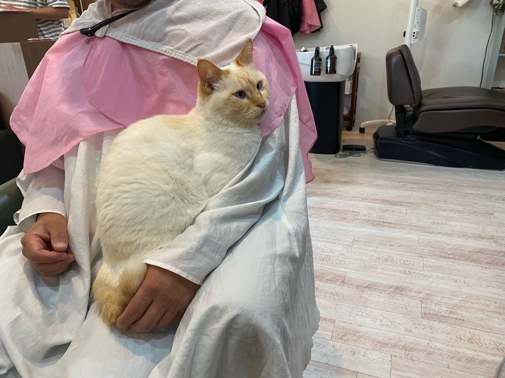 山口市　猫カフェ