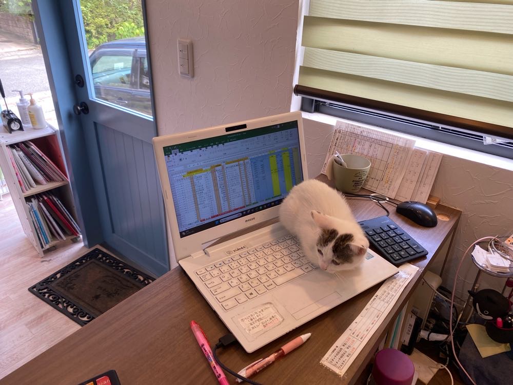 山口市　猫カフェ