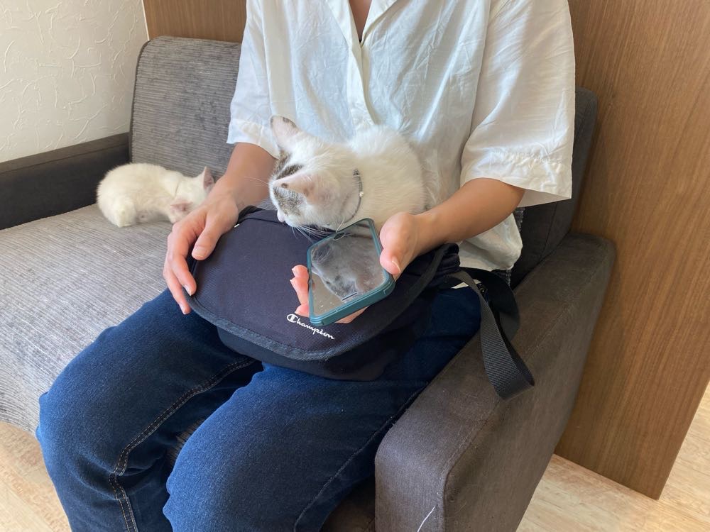 山口市　猫カフェ