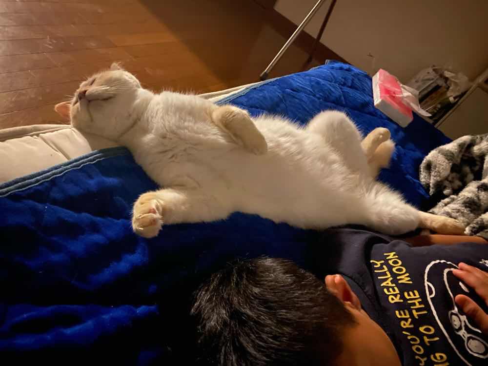 山口市　猫カフェ