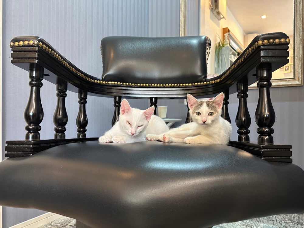 山口市　猫カフェ