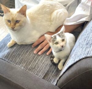 山口市　猫カフェ