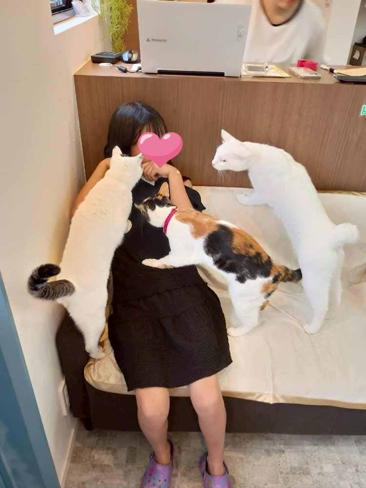 山口市　猫カフェ