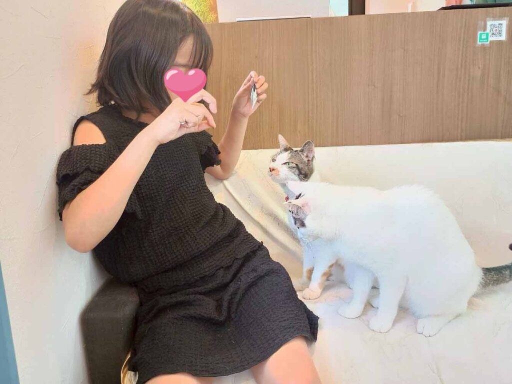山口市　猫カフェ