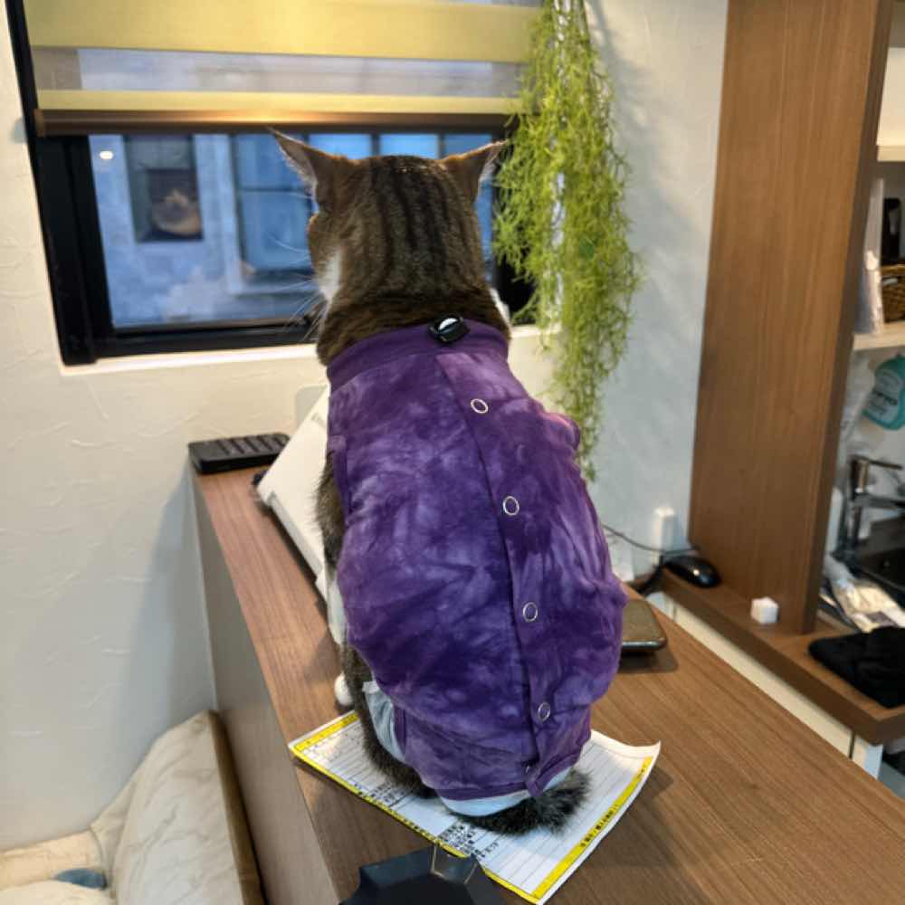 山口市　猫カフェ