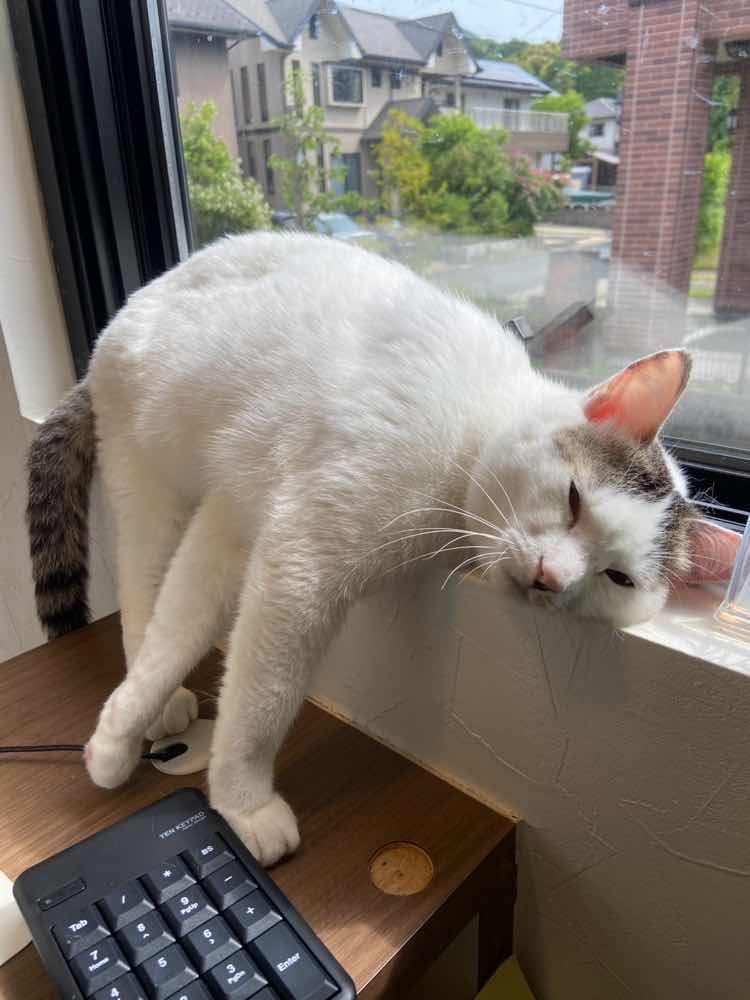 山口市　猫カフェ