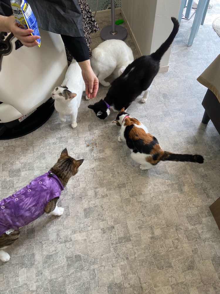 山口市　猫カフェ