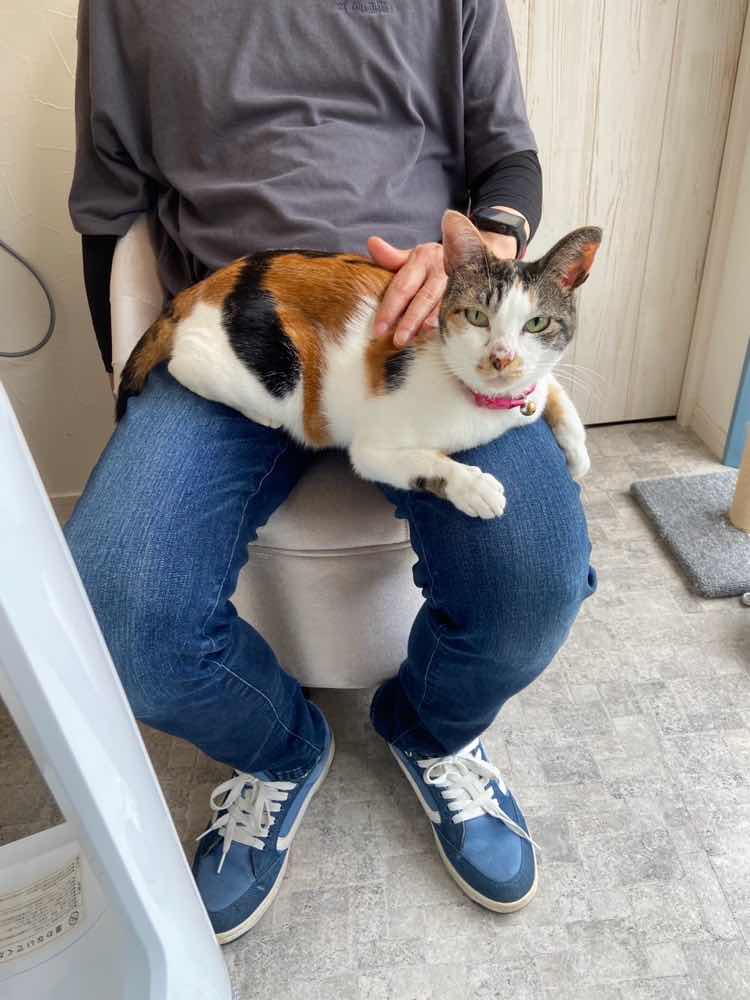 山口市　猫カフェ