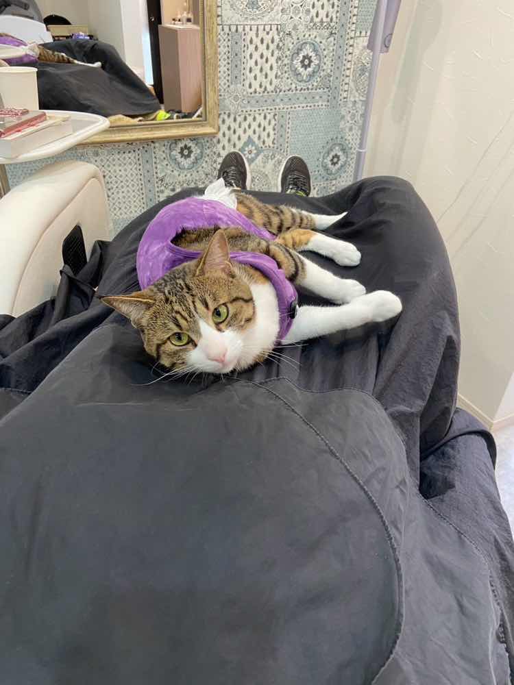 山口市　猫カフェ