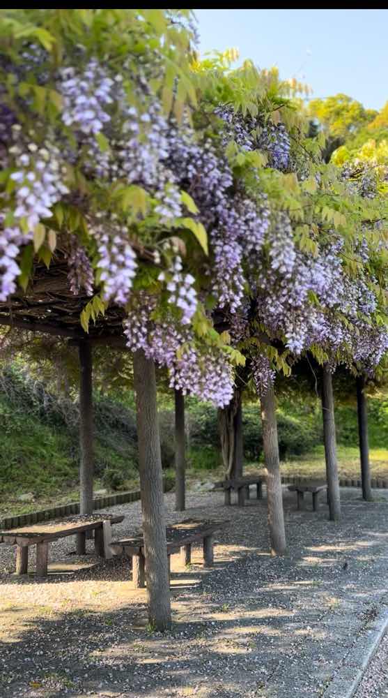 山口市　縮毛矯正