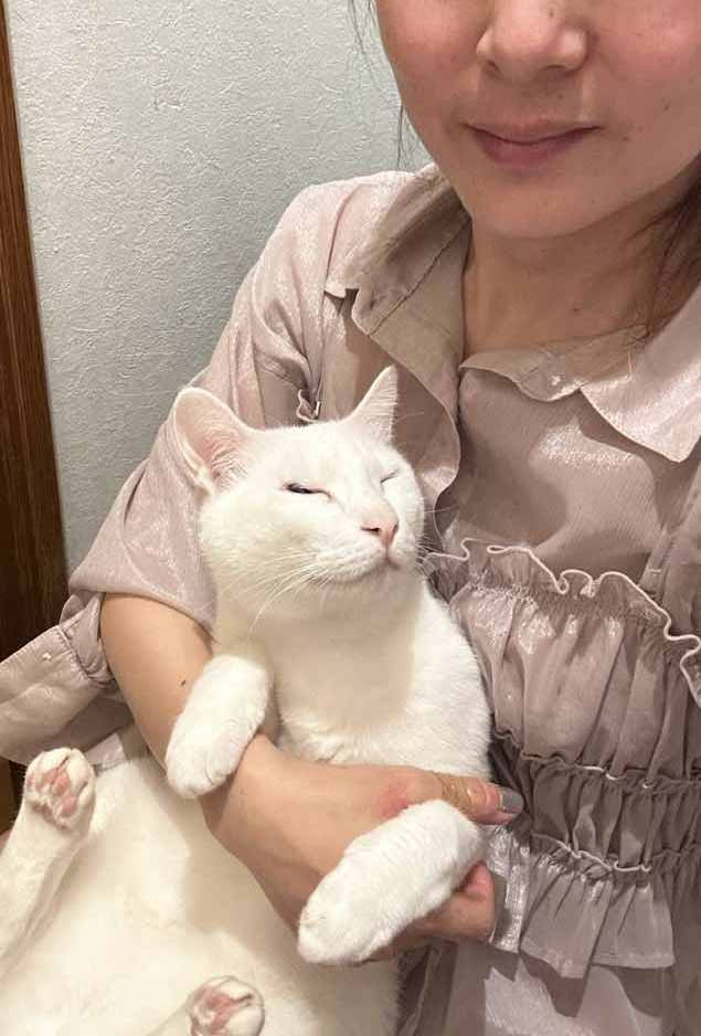 山口市　猫カフェ
