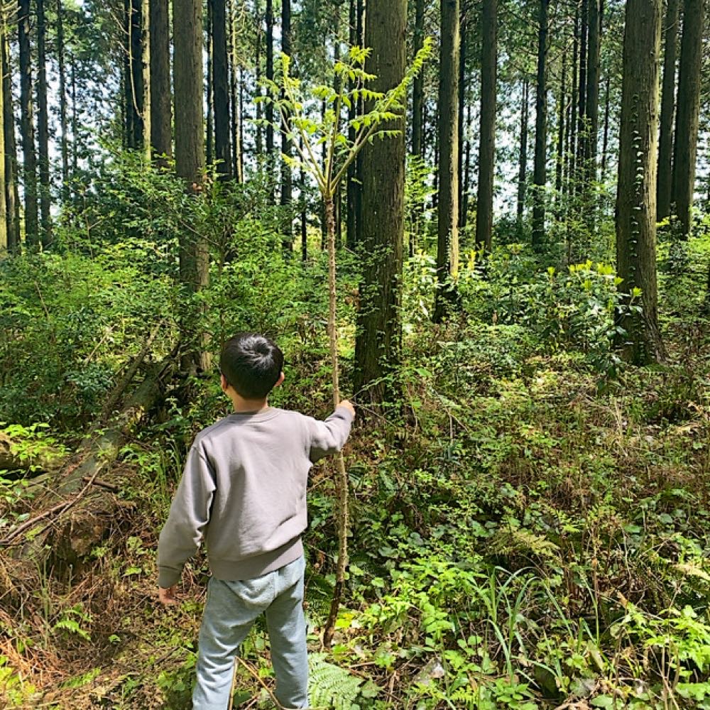 山口市　恒例！タケノコほり
