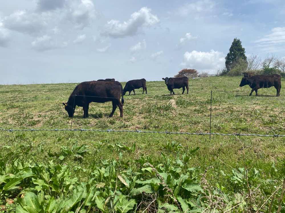 山口市　恒例！タケノコほり