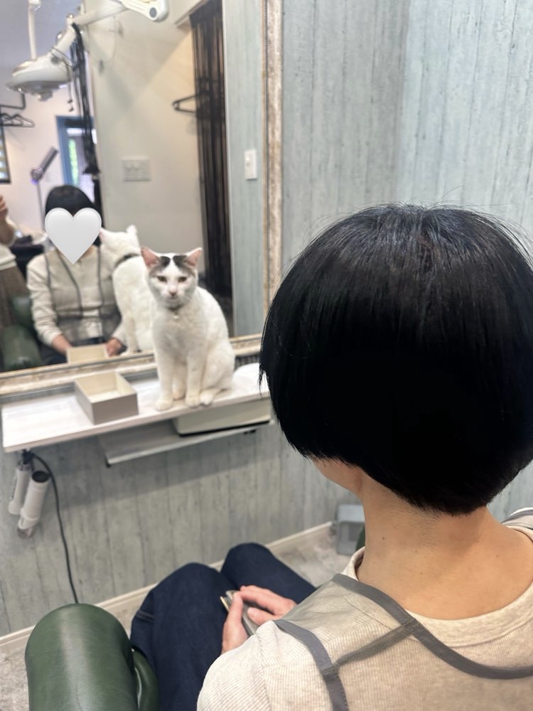 山口市　猫カフェ